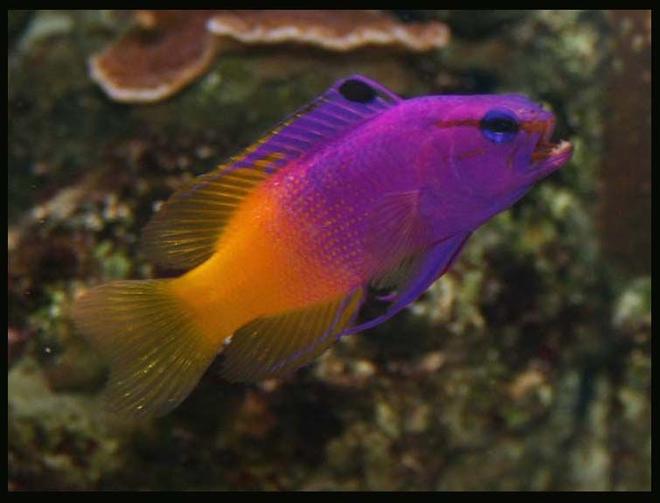 saltwater fish - gramma loreto - royal gramma basslet stocking in 35 gallons tank - Royal Grammer