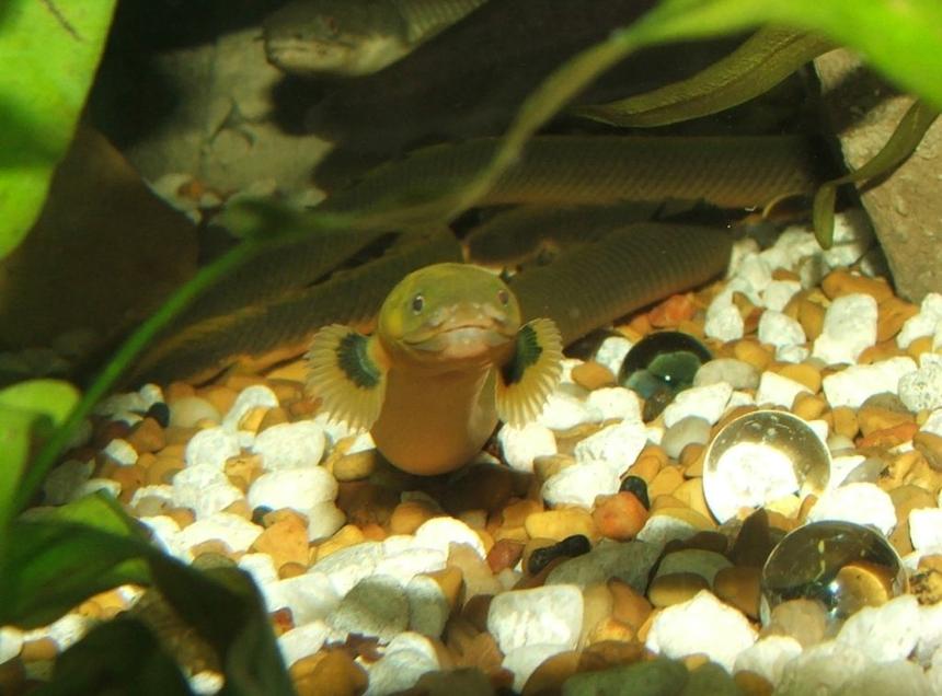 Rated #26: Freshwater Fish - Erpetoichthys Calabaricus - Rope Fish Stocking In 90 Gallons Tank - Ropefish