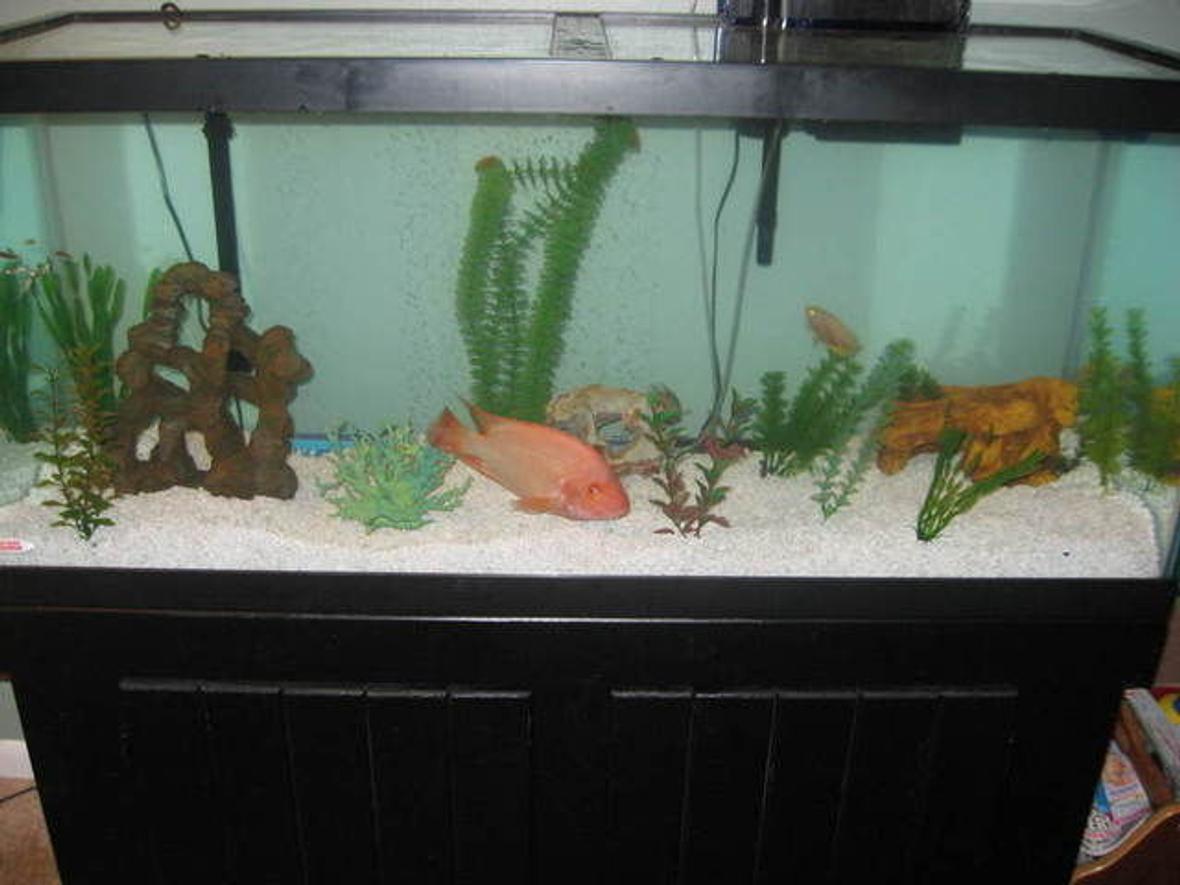 75 gallons freshwater fish tank (mostly fish and non-living decorations) - My 75 gallon tank