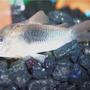 freshwater fish - corydoras panda - panda cory cat stocking in 72 gallons tank - Corydoras Catfish