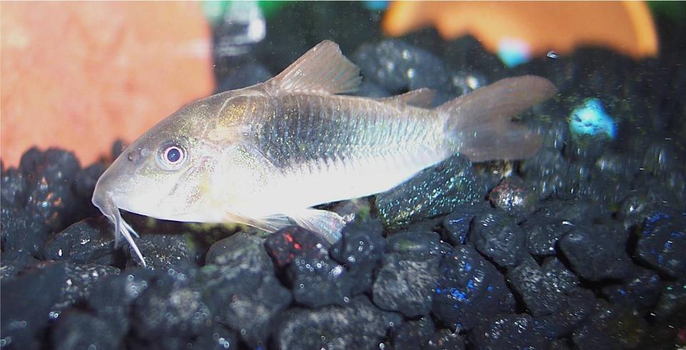freshwater fish - corydoras panda - panda cory cat stocking in 72 gallons tank - Corydoras Catfish