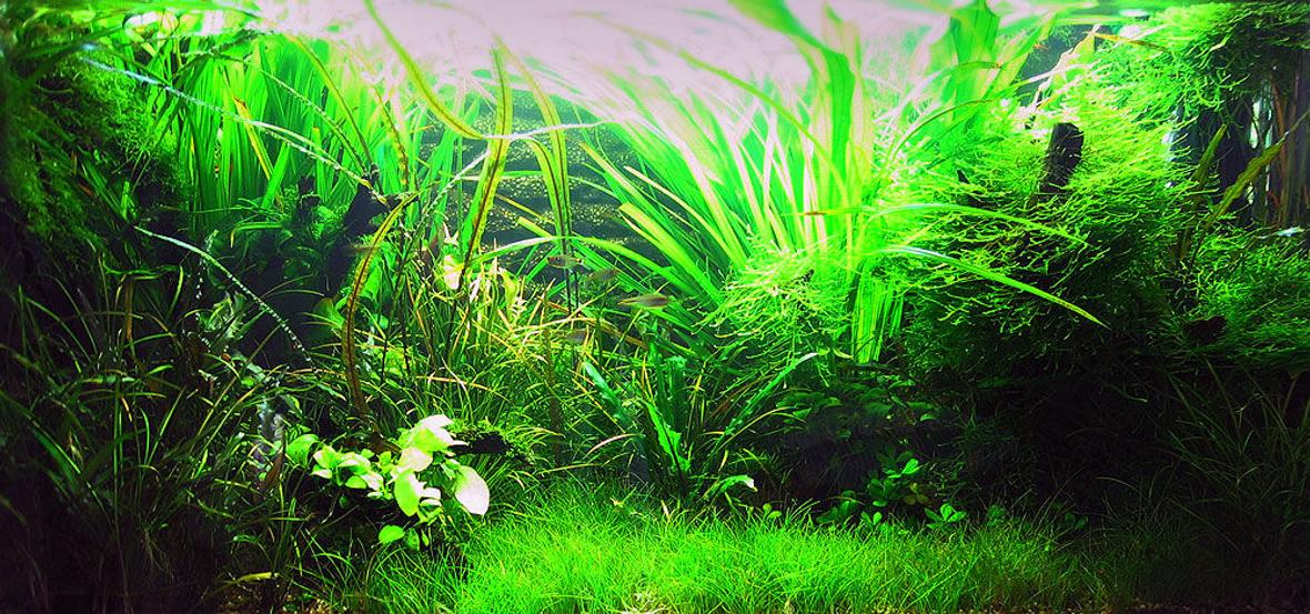 50 gallons planted tank (mostly live plants and fish) - 1 January 2008: Bought more cherry shrimp. In theory, there should be about 13 of them in there, but I usually see about 6-7 (max). Hoping that they will be able to breed one day. Had to remove a lot of the "Head and Tail Light" Tetra as they attack the shrimps at times. Surprising behaviour from such a small fish. Java Moss (Taxiphyllum barbieri) is doing extremely well, as is the mini pelia (Riccardia chamedryfolia) since my Siamese Algae Eater (SAE) vanished from the tank...