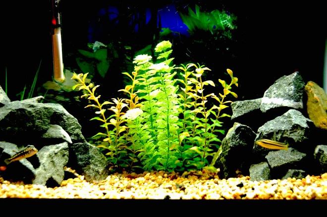 20 gallons freshwater fish tank (mostly fish and non-living decorations) - 20g 
Various Rocks found around town
small gravel
Aqua-tech filter
100 wat heater