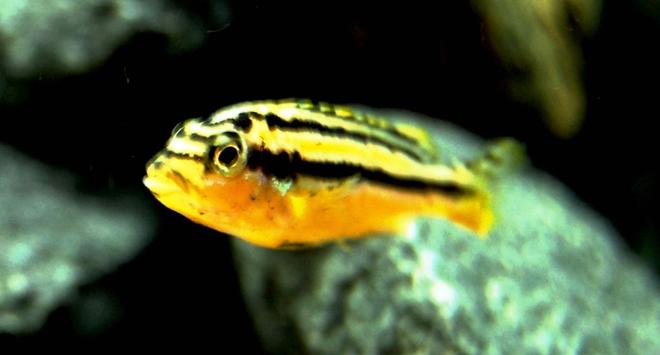 freshwater fish - melanochromis auratus - auratus cichlid stocking in 20 gallons tank - female arautus cichlid