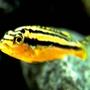 freshwater fish - melanochromis auratus - auratus cichlid stocking in 20 gallons tank - female arautus cichlid