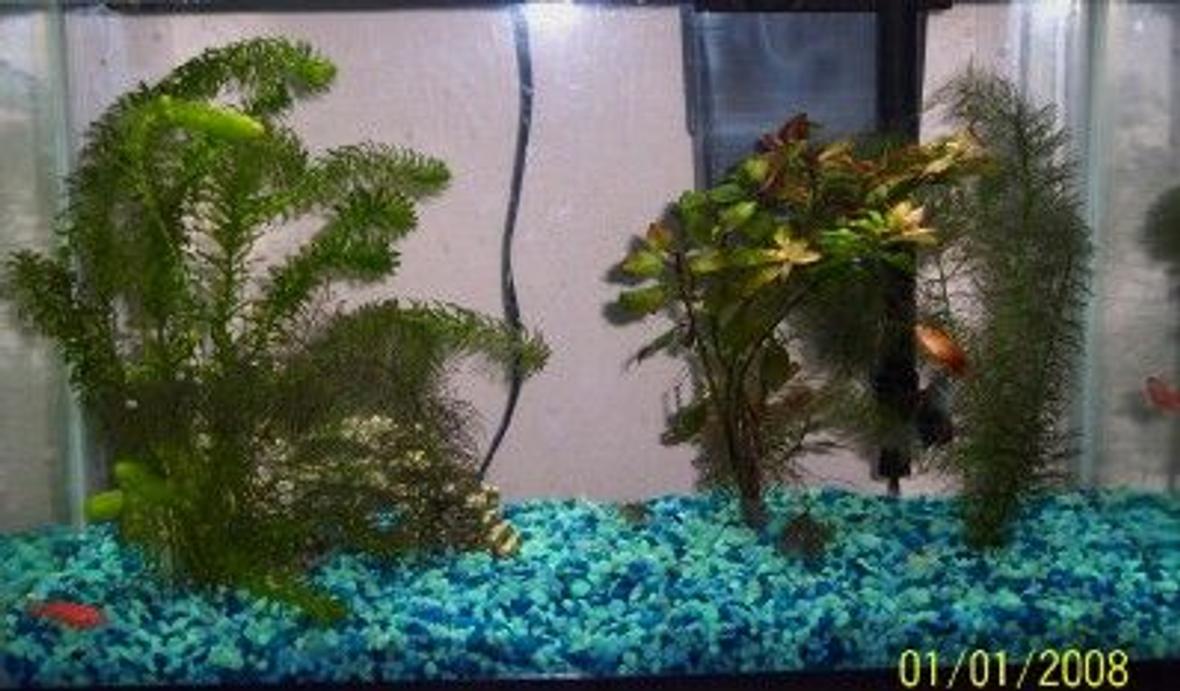 10 gallons freshwater fish tank (mostly fish and non-living decorations) - This is my 10 gal. community tank.