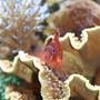 saltwater fish - cyprinocirrhites polyactus - red hawkfish stocking in 220 gallons tank - hawkfish