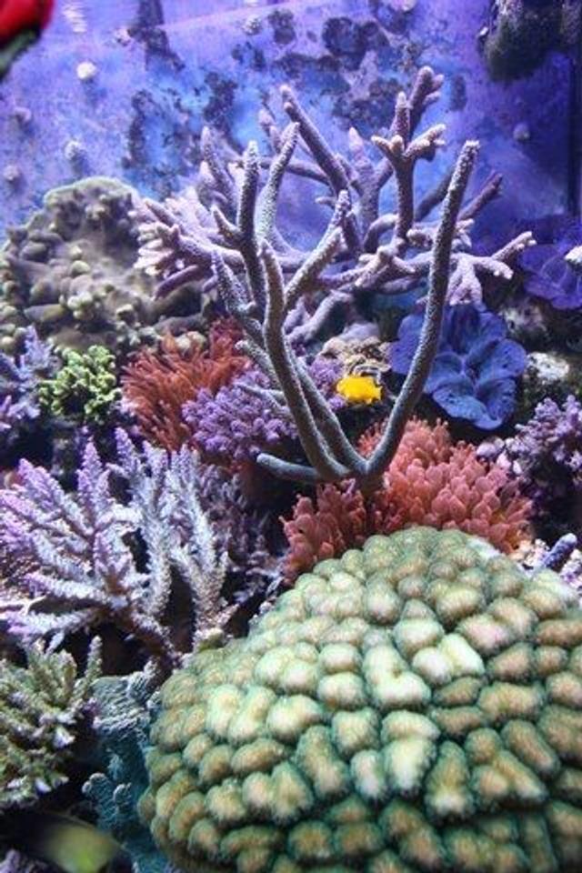 corals inverts - gorgonia sp. - rusty gorgonian stocking in 220 gallons tank - corals