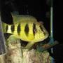 freshwater fish - astatotilapia latifasciata - zebra obliquidens stocking in 100 gallons tank - dave