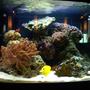 29 gallons reef tank (mostly live coral and fish) - 29 Gallon, First Saltwater tank.