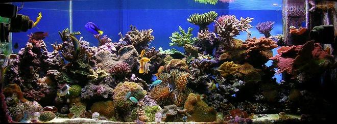 220 gallons reef tank (mostly live coral and fish) - 6ft x 2.5ft x 2ft hole in the wall reef tank.
3 x 250 watt halides, 2 x 54w actincs. Deltec AP701 skimmer, Grotech Calcium Reactor, Korallin De-Nitrator Reactor, 2 Tunze streams, 2 closed loops, auto top up, 110kg live rock, fuge, DSB and Nano tanks all connected to main system