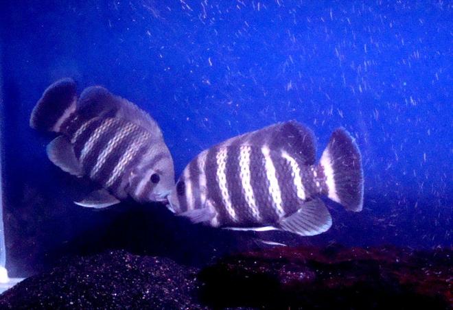 freshwater fish - tilapia buttikoferi - zebra tilapia stocking in 138 gallons tank - My tilapia has now pair..