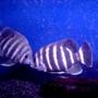 freshwater fish - tilapia buttikoferi - zebra tilapia stocking in 138 gallons tank - My tilapia has now pair..