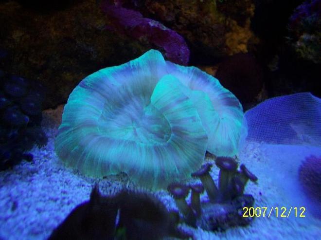 corals inverts - trachyphyllia radiata - brain coral, wellsophyllia - green open brain.
