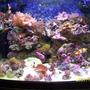 reef tank (mostly live coral and fish) - FTS.