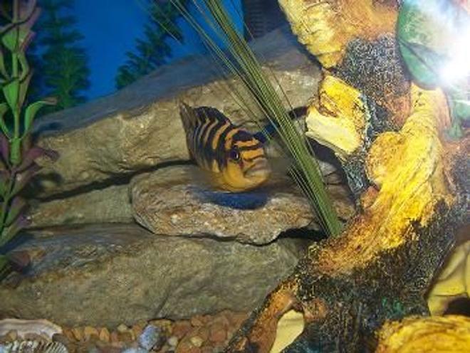 freshwater fish - pseudotropheus crabro - bumblebee cichlid stocking in 90 gallons tank - bumbble bee