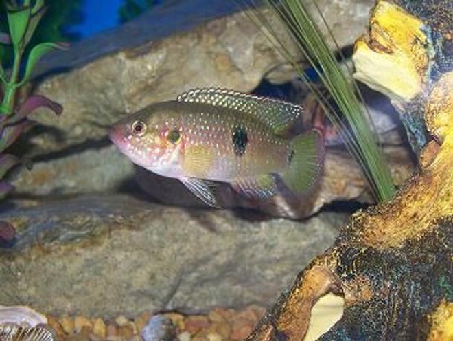 freshwater fish - hemichromis bimaculatus - jewel cichlid stocking in 90 gallons tank - jewled chilid