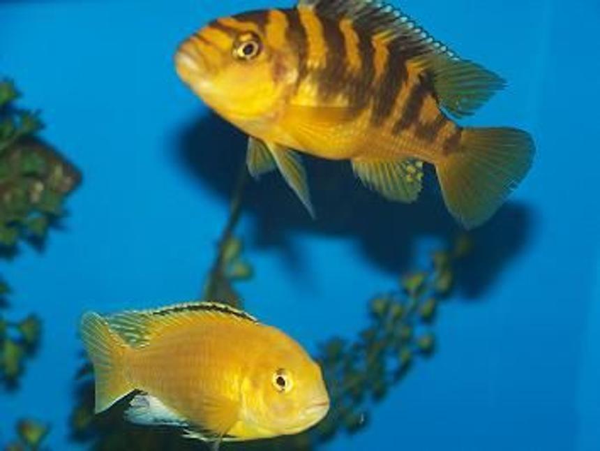 Rated #746: Freshwater Fish - Labidochromis Caeruleus - Electric Yellow Cichlid Stocking In 90 Gallons Tank - friends