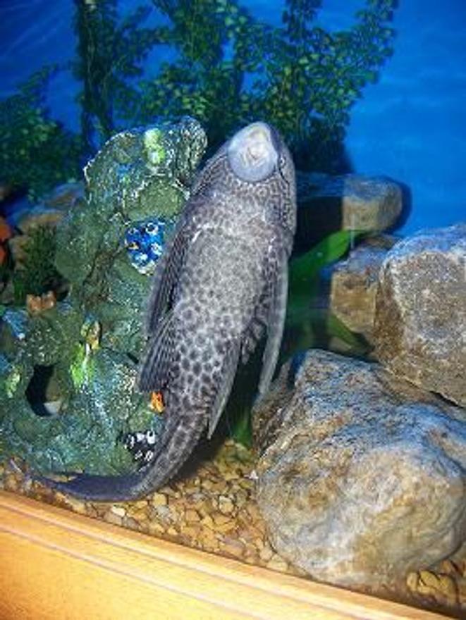 freshwater fish - glyptoperichthys gibbiceps - sailfin pleco (l-83) stocking in 90 gallons tank - my big pleco