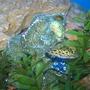 freshwater fish - tetraodon nigroviridis - green spotted puffer stocking in 90 gallons tank - spotted puffer
