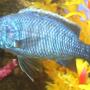 freshwater fish - sciaenochromis ahli - electric blue cichlid stocking in 90 gallons tank - Ahli Cichlid Good Health