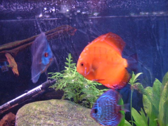 freshwater fish - symphysodon sp. - red marlboro discus stocking in 55 gallons tank - these are 3 of my discus i think that discus are the coolest fish ever if my girlfriend told me i could only have one tank the saltwater ones would have to go in favor of my discus.