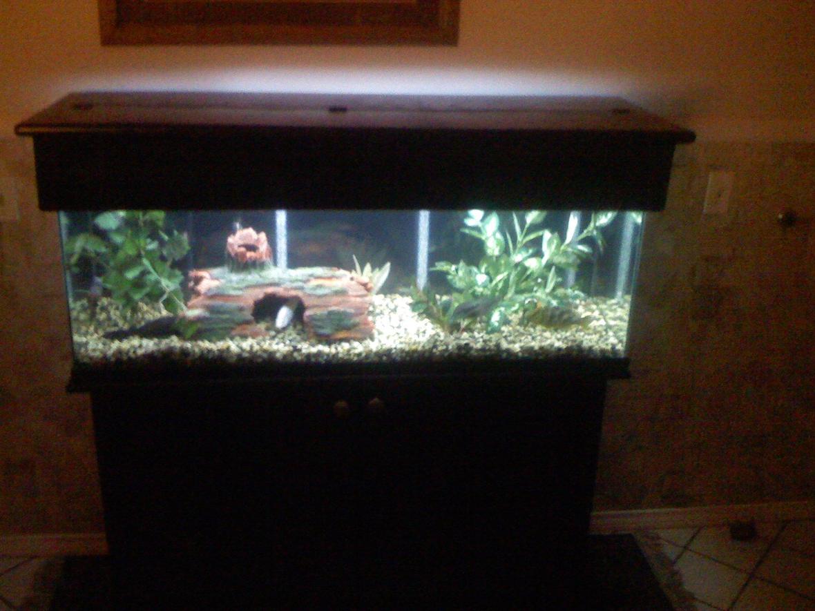 fish tank picture - a 60 gallon tank that contains 10 total fish, 3 south american and 6 african cichlids and one placostamous, two filters used a canister and undergravel filter, photo of the tank with the stand and canopy , sorry for being a bit blurred