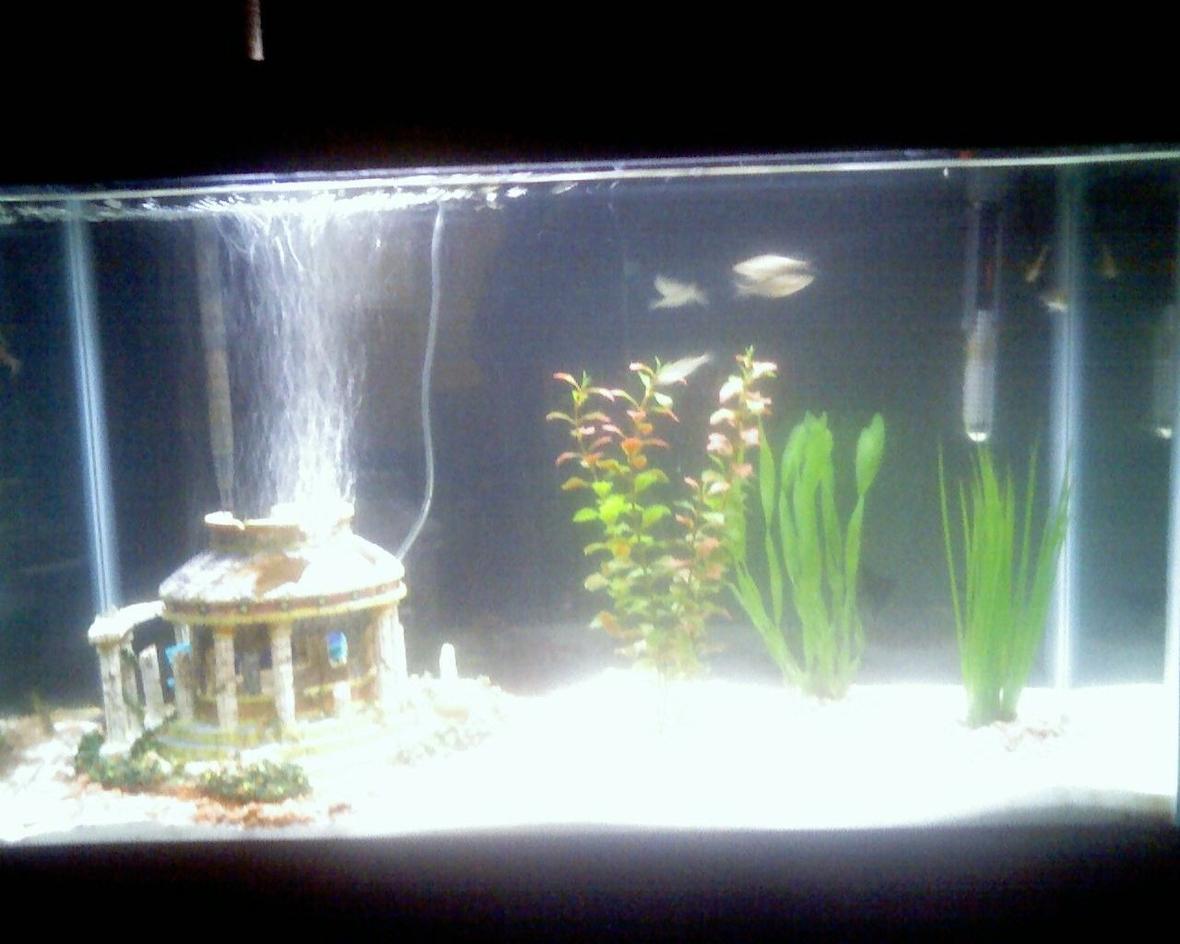 fish tank picture - More updated picture