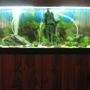 51 gallons freshwater fish tank (mostly fish and non-living decorations) - My Tank - Full View Quite dim lighting- will get a better pic up soon!