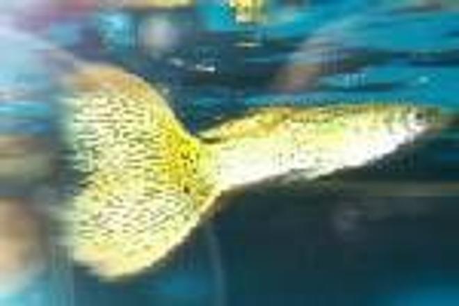 freshwater fish - poecilia reticulata - green cobra guppy stocking in 55 gallons tank - guppy...1st time taking pics..