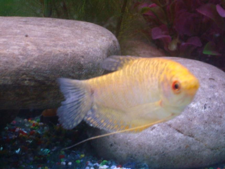 Rated #2129: Freshwater Fish - Colisa Fasciata - Giant Gourami - golden gourarmi
