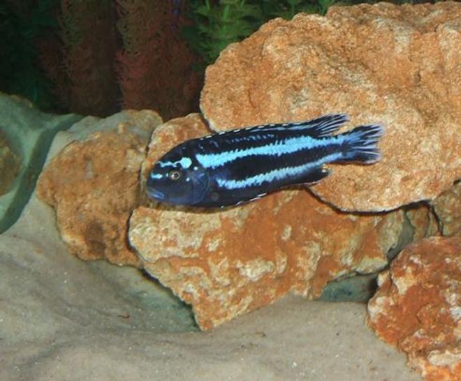 freshwater fish - melanochromis johannii - johanni cichlid stocking in 280 gallons tank - My Johannii.