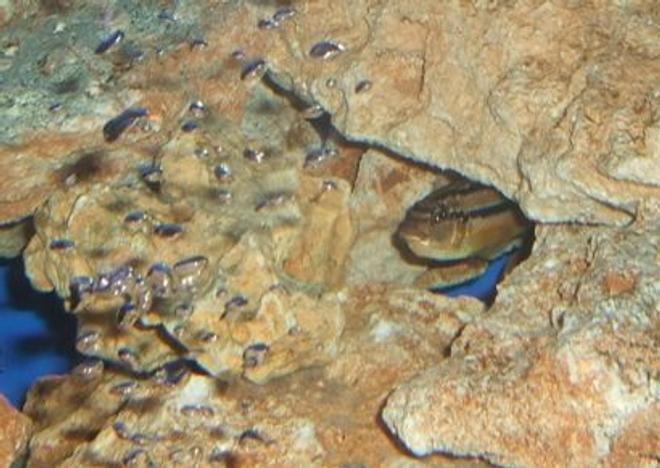 freshwater fish - melanochromis auratus - auratus cichlid stocking in 280 gallons tank - A Holding Auratus.
