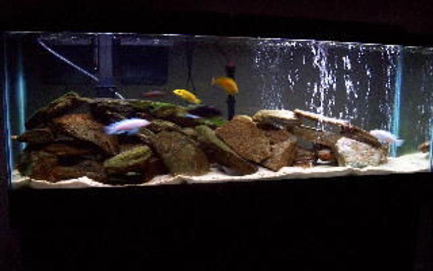 Rated #1437: 55 Gallons Freshwater Fish Tank - Better photo of my 55 gallon mbuna tank.
All comments are welcomed.
