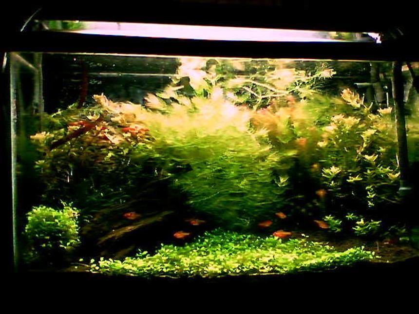 Rated #40: 29 Gallons Planted Tank - 29 gallon, bad phone pic