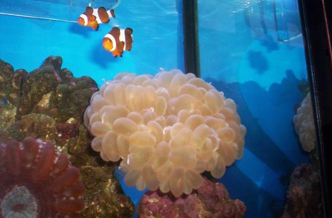 corals inverts - plerogyra sinuosa - bubble coral stocking in 55 gallons tank - 2008