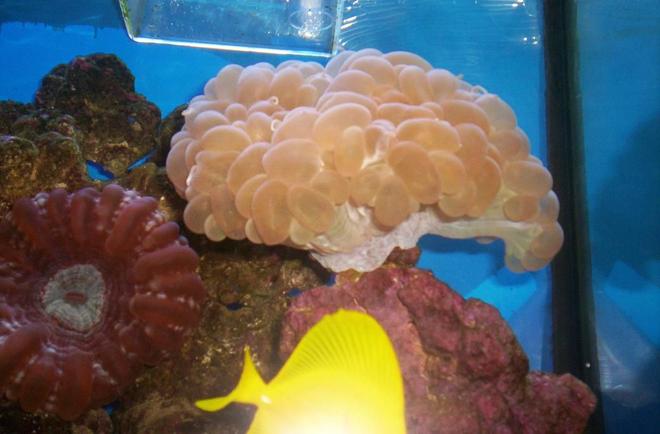 corals inverts - plerogyra sinuosa - bubble coral stocking in 55 gallons tank - 2008