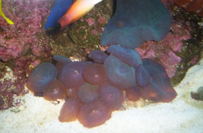 corals inverts - actinodiscus sp. - red mushroom stocking in 55 gallons tank - 2008