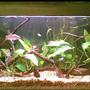 15 gallons planted tank (mostly live plants and fish) - my aqua with 2 extra anubias