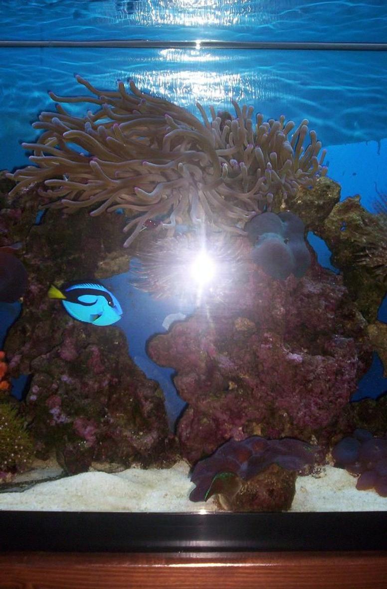 Rated #190: 55 Gallons Reef Tank - 2008