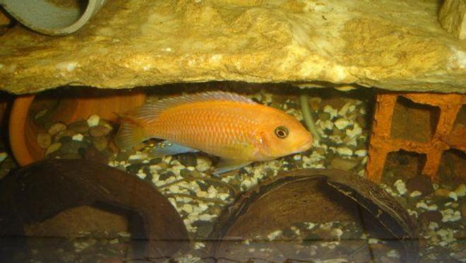 freshwater fish - pseudotropheus kingsizei stocking in 70 gallons tank - Pseudotropheus kingsizei "lupingu"