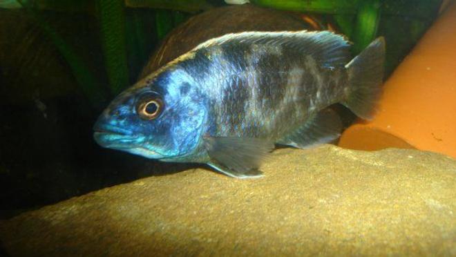 freshwater fish - nimbochromis venustus - venustus cichlid stocking in 70 gallons tank - Nimbochromis venustus