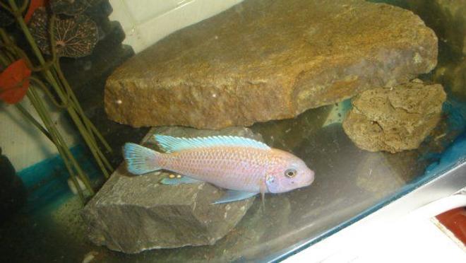 freshwater fish - maylandia estherae - cherry red cichlid stocking in 70 gallons tank - maylandia male