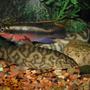 freshwater fish - pelvicachromis pulcher - kribensis cichlid stocking in 65 gallons tank - Krib & Yoyo