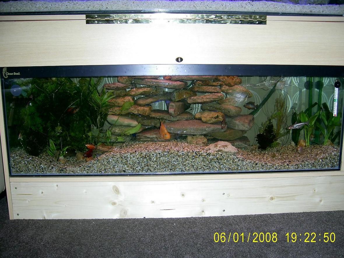 50 gallons planted tank (mostly live plants and fish) - This is our 4 foot x 15 inches x 15 inches it has taken about 2 years to get to this standard. We have arranged the gravel into a wave effect which gives us more options to make it more interesting for the 28 fish we currently have. The Centre raised section of gravel has a 2 inch plastic tube running through the middle of it which the fish love swimming through and the crab sometimes takes a walk through it. We have a mountian of rock at the back which the 8 shrimp and crab spend most there time hanging out on, the fish love swimming through this the crab climbs up this to get a breath of fresh air and chill. We have a couple of blue L.E.D light hidden at the back which look great when the big light goes of at night. The left side of our tank has got a heavily planted high and low level amount of plant life ( real ) which the fish love swimming in and hiding in. The right side we are waiting to get some Java moss and dwarf grass which will cover the right side of substrait, we have a few plants there. The centre section will remain gravel as the Plec likes hanging out here. This is my pride and joy.