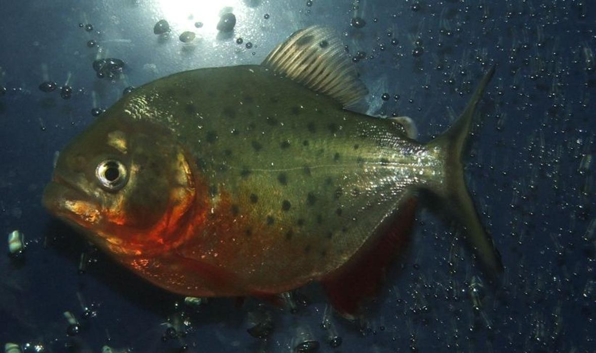 freshwater fish - pygocentrus nattereri - redbellied pirhana stocking in 90 gallons tank - Piranha 6 months old