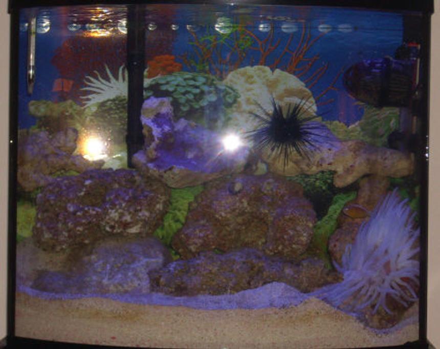Rated #58: 20 Gallons Saltwater Fish Tank - This small 20 gallon tank takes much maintence but is totally worth it!!! My clownfish actually adapted to the  Pink Tip Anemone as you can see in the pictures i have. VERY RARE! Plus i have 8 baby starfish that appered in my tank after my big starfish died.
