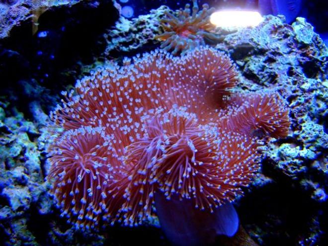 corals inverts - sarcophyton sp. - toadstool mushroom leather coral stocking in 46 gallons tank - My Toadstool Leather Coral