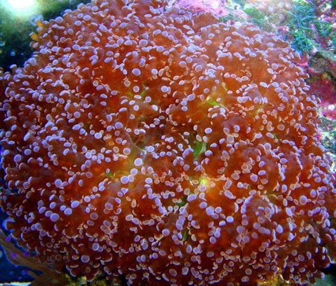corals inverts - euphyllia paradivisa - frogspawn coral stocking in 46 gallons tank - Red Frogspawn