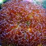 corals inverts - euphyllia paradivisa - frogspawn coral stocking in 46 gallons tank - Red Frogspawn